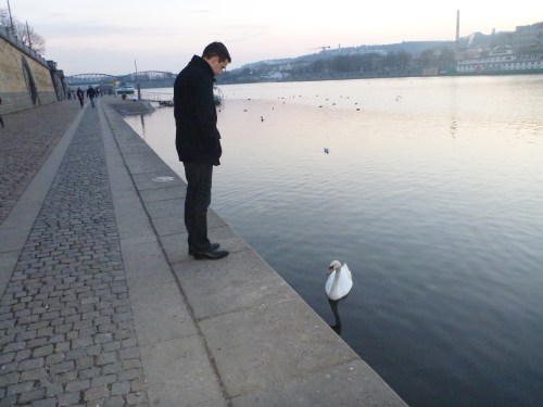 Strolling down the Vltava River--we found some swans!