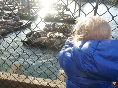 Somebody loves the sea lions!!
