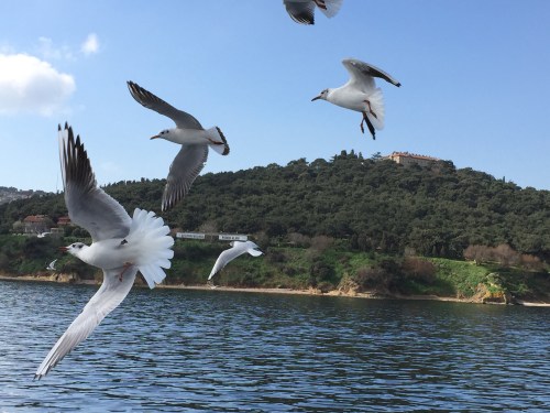The seagulls were amazing in flight!